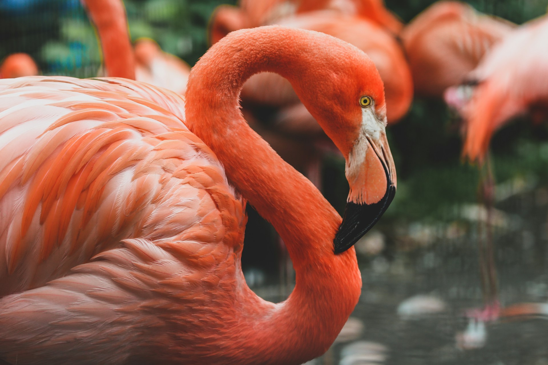Flamingo Jokes