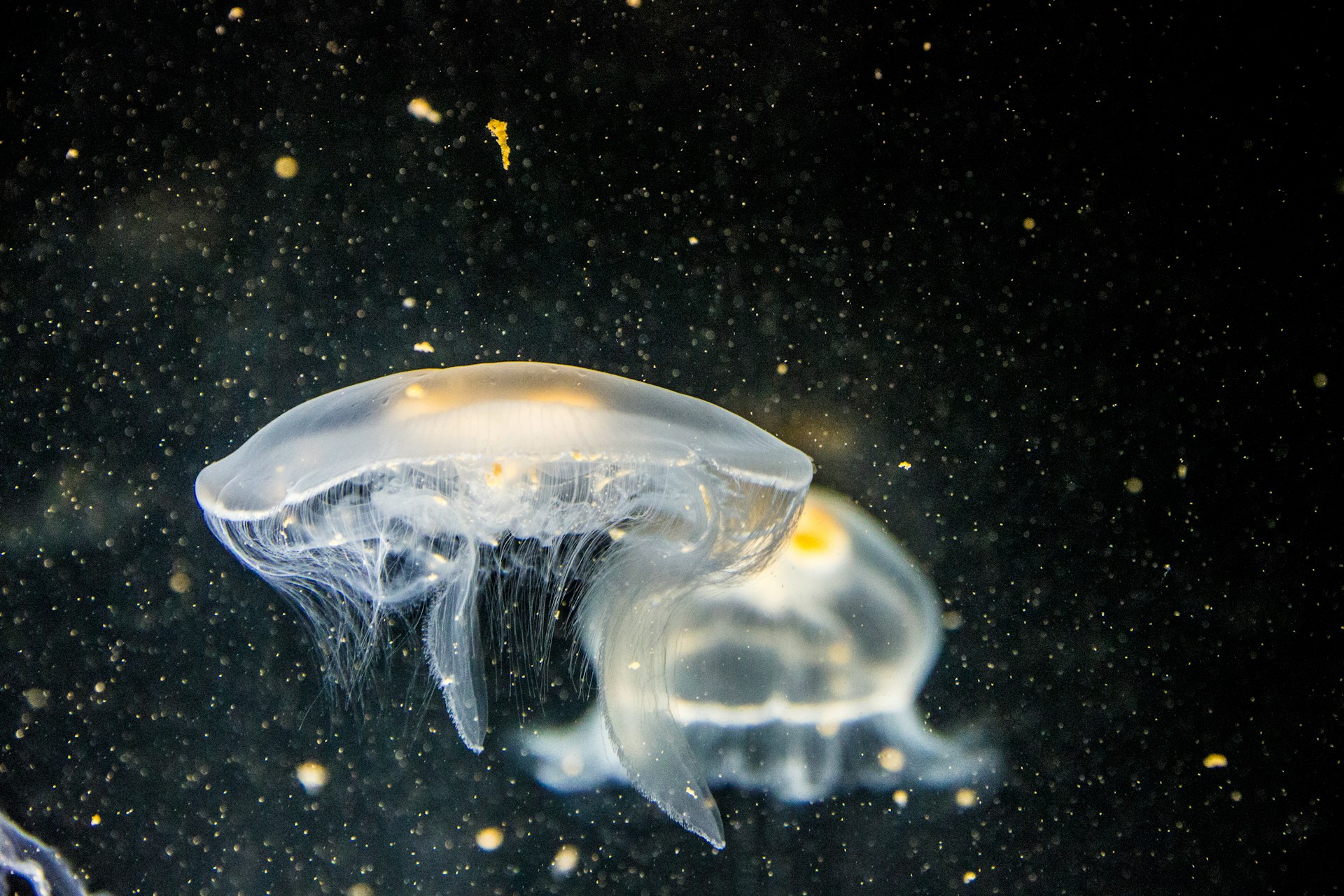 Jellyfish Jokes