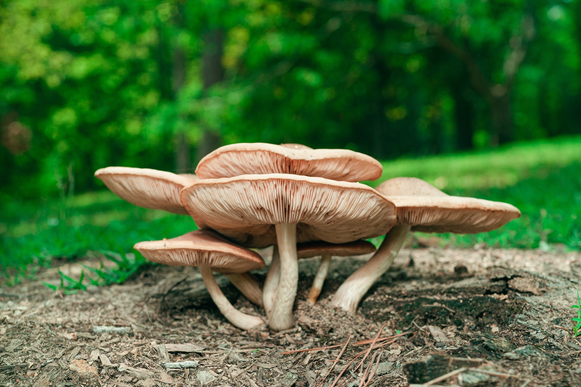 Mushroom Puns